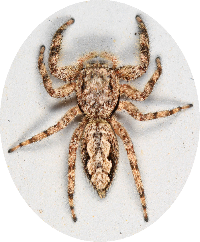 tan jumping spider